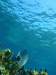 photo taken underwater