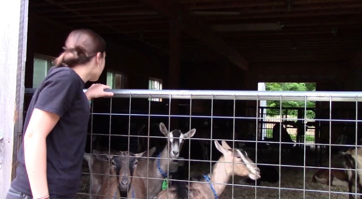 Student and goats
