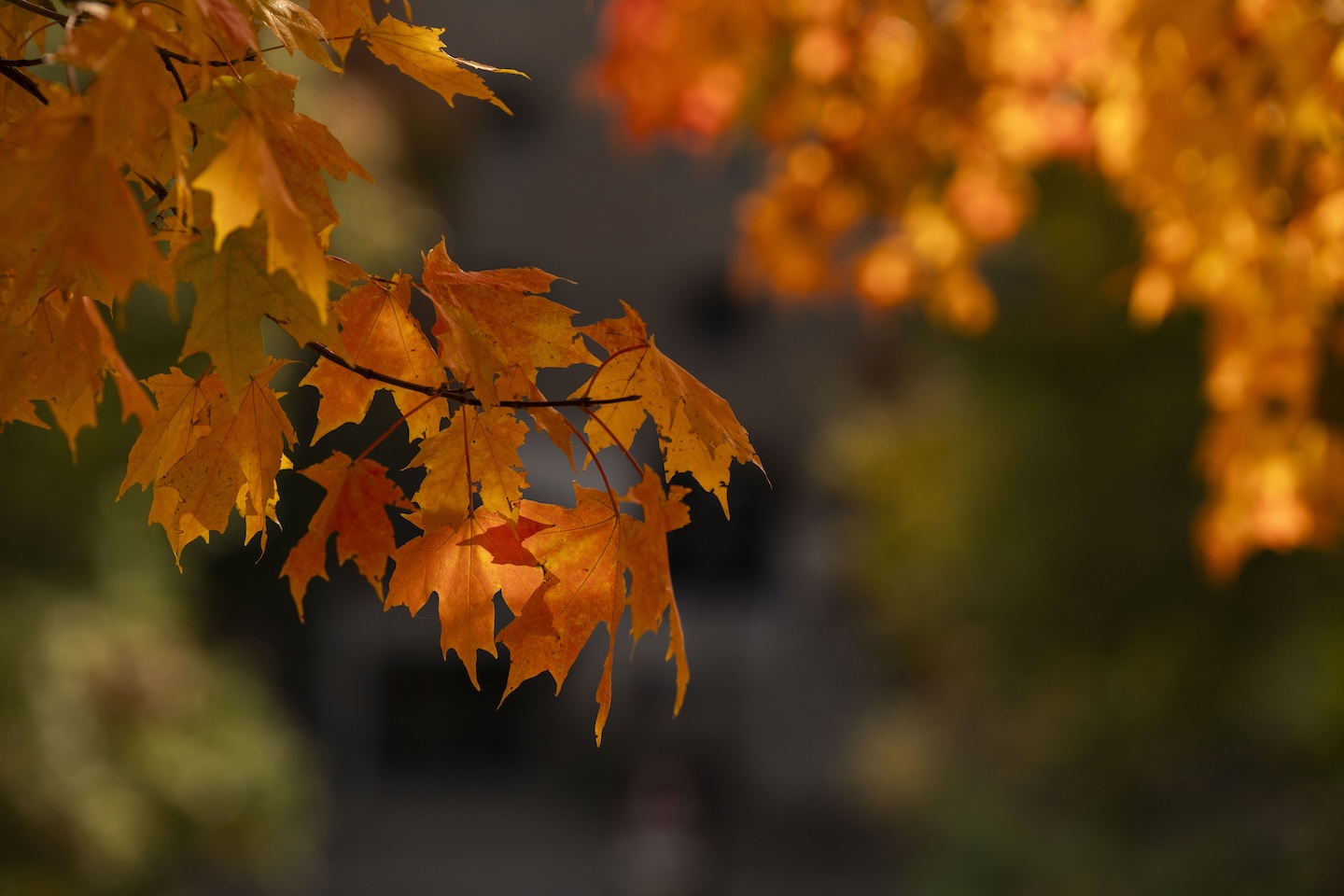 Fall on Bellarmine's campus