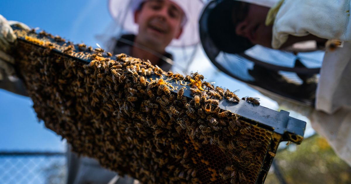 Person in bee suit with bees