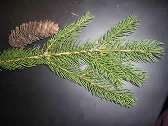 spruce tree leaves