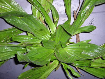 common plantain 1