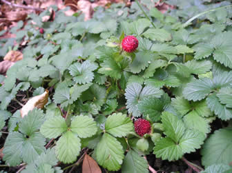 indian strawberry 1