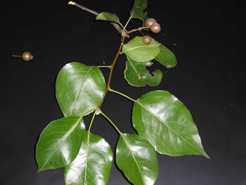 ornamental pear tree leaves