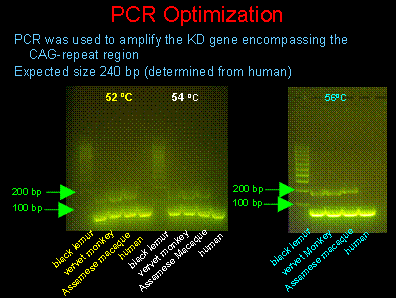 PCR Optimization