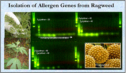 Isolation of Allergen Genes from Ragweed 