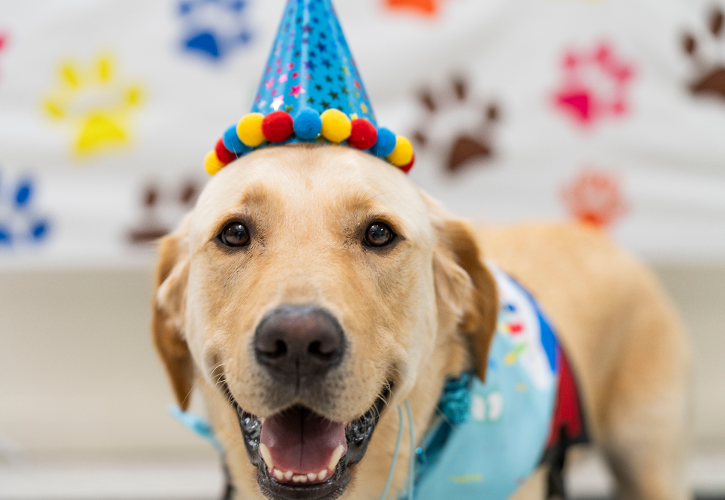 Vince the facility dog wears a birthday hat and vest