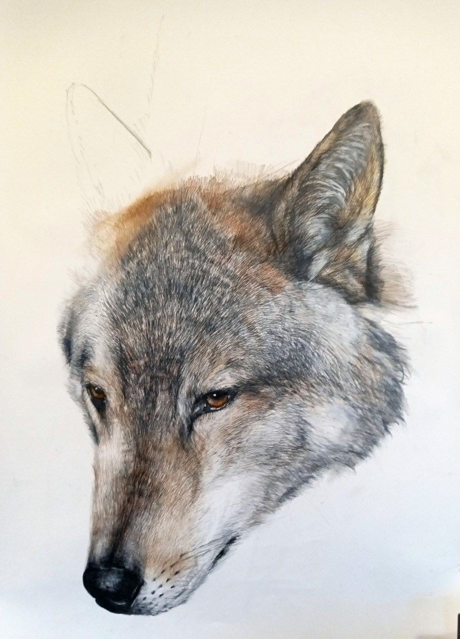 Wolf drawing