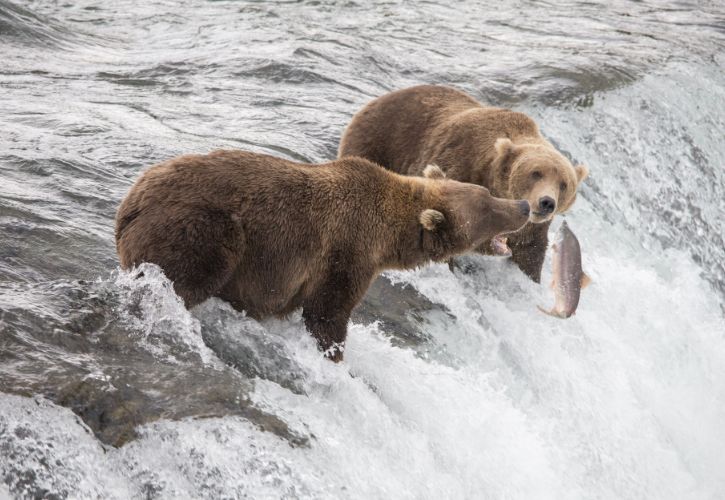 Bears at Katmai National Park in Alaska