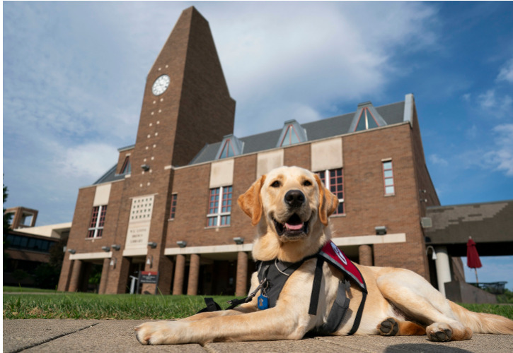 Vince the Facility Dog