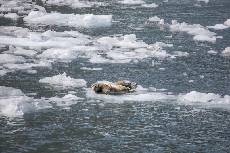 Kenai Fjords National Park in Alaska