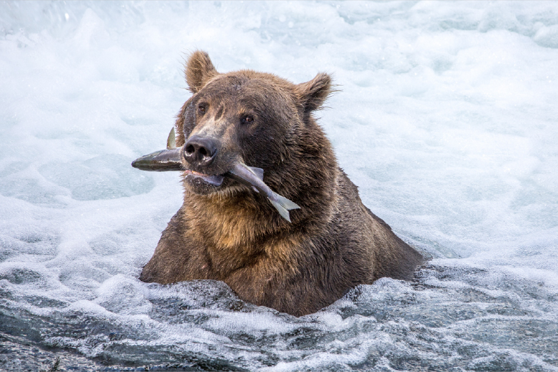 Katmai National Park in Alaska 2