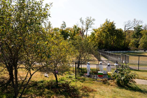 Photo shows the bee hives in context of the Bellarmine Farm