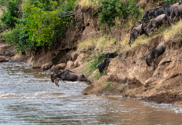 The Great Migration