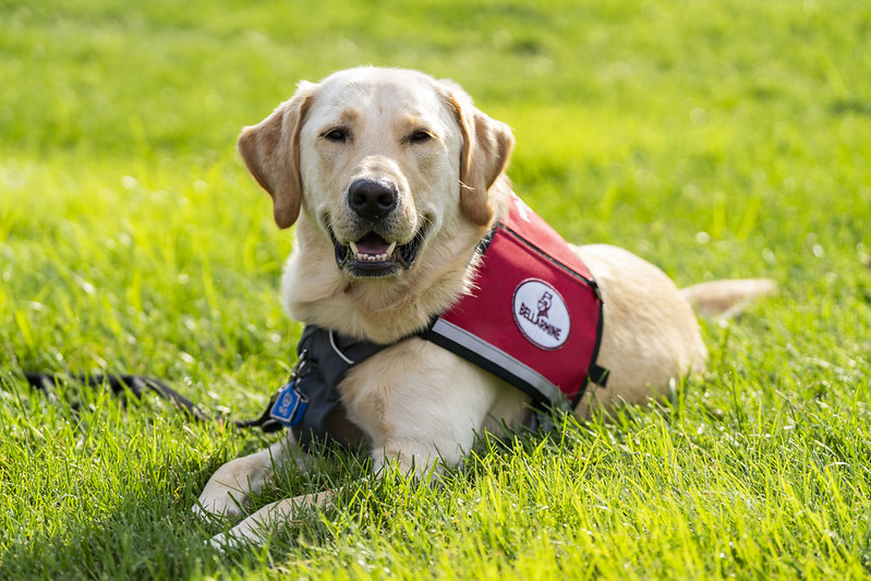 Vince the facility dog