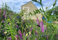 bees collect pollen from wildflowers at bellarmine farm